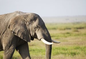 Turismo sostenible en África: cómo viajar contribuyendo a la conservación