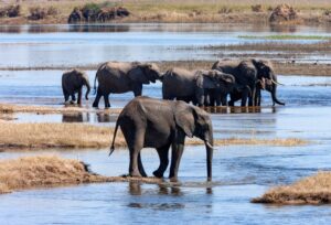 Viajes a Botswana: por qué es uno de los mejores destinos de safari en África